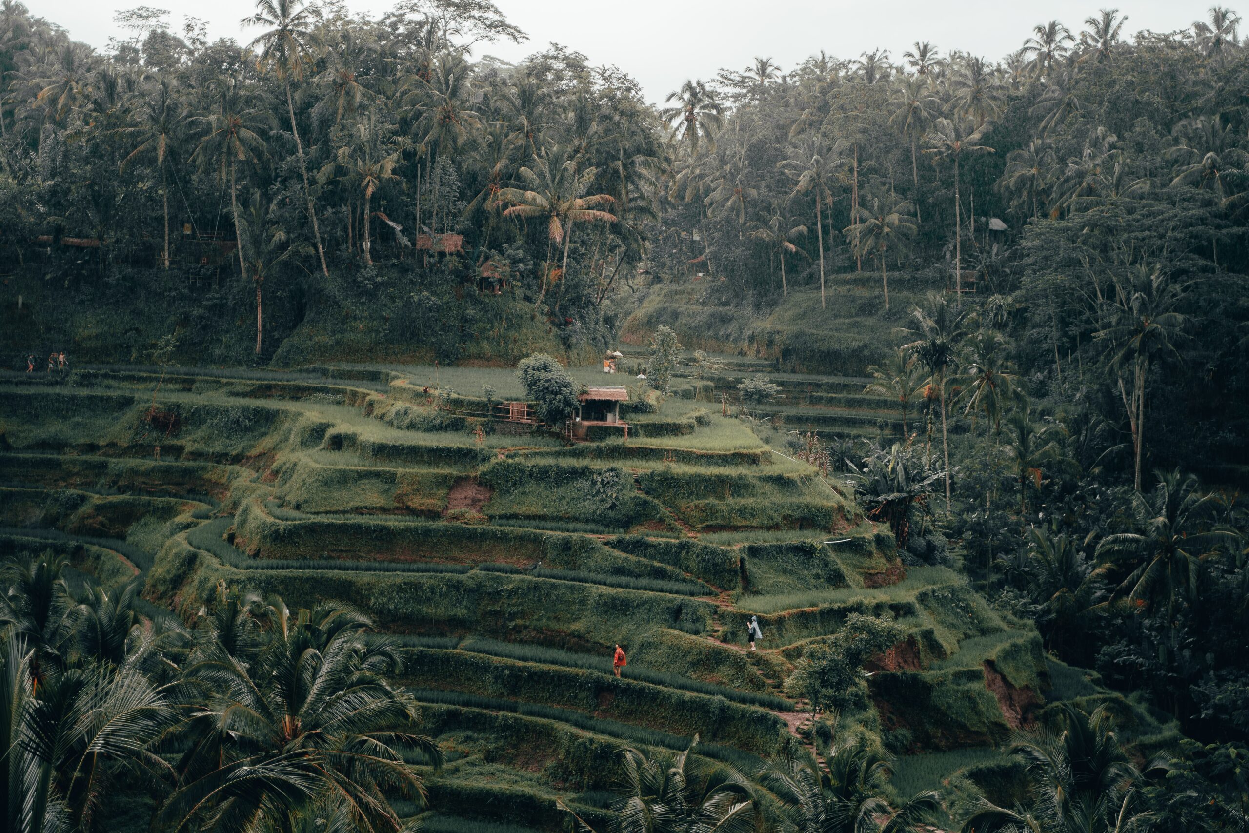 A picture of unnamed cascading rice paddies in Ubud